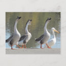 Recherche de se promener cartes postales Oiseaux