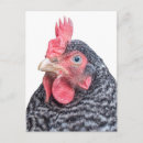 Recherche de roche de plymouth cartes postales Poule