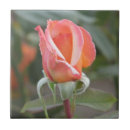 Recherche de thé hybride Orange
