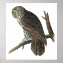 Recherche de hibou gris posters Aquarelle