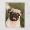 Recherche de chiots de carlin cartes postales Côtelettes