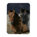 Recherche de capture magnets Cheval