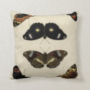 Recherche de chenille coussins Insecte