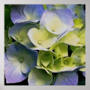 Recherche de hortensia bleu art Botanique