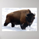 Recherche de bison posters Faune