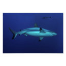 Recherche de la grande barrière de corail posters Nature