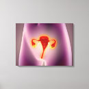 Recherche de organes internes posters Femelle