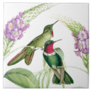 Recherche de colibri carreaux botanique