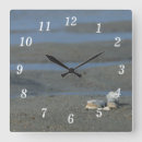 Recherche de coquillage horloges Photographie