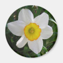 Recherche de narcisse magnets Floral