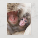 Recherche de deux singes posters Famille d'animaux
