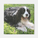 Recherche de épagneul springer anglais maison deco Noir et blanc
