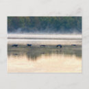Recherche de vol de grue cartes postales Oiseaux