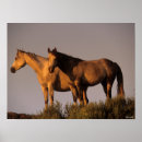 Recherche de cheval arabe posters Arabes