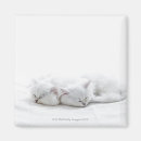 Recherche de chaton persan magnets Animal