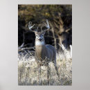 Recherche de blanc coupé la queue posters Animal