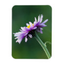 Recherche de ken magnets Danita délimitation