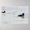 Recherche de canards sauvages posters Oiseaux