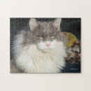 Recherche de cocon puzzles Félin
