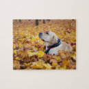 Recherche de labrador puzzles Dog