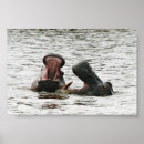 Recherche de défenses posters Faune