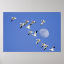 Recherche de rocky mountains posters Travel