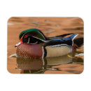 Recherche de canard magnets Aviaire