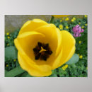 Recherche de tulipe jaune posters Macro
