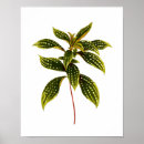 Recherche de copies d de botanique posters Aquarelle