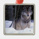 Recherche de dangereux ornements Faune
