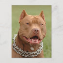 Recherche de chiot pitbull cartes postales Chiots