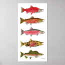 Recherche de saumon posters Chinook