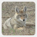 Recherche de carnivore autocollants Canidés