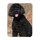 Recherche de curiosité magnets Alerte