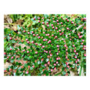 Recherche de buisson posters Arbuste