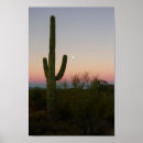 Recherche de saguaro art Photographie
