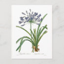 Recherche de agapanthus cartes postales Vintage