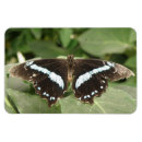 Recherche de tropical papillon magnets Insecte
