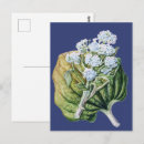 Recherche de myosotis de cartes postales Ne m'oubliez pas