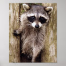 Recherche de de raton laveur posters Raccoon