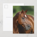 Recherche de headshot cartes postales Animal