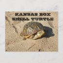 Recherche de coquille de tortue cartes postales Toute personne