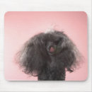 Recherche de visage chien tapis souris Animaux