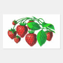 Recherche de fraise rectangles autocollants Vintage