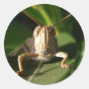 Recherche de cricket autocollants Nature