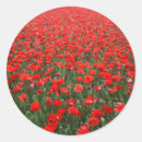 Recherche de red poppies autocollants Fleurs rouges