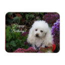 Recherche de chien magnets Anniversaire