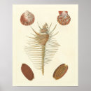 Recherche de palourde art Nature