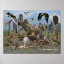Recherche de rapaces posters Aigles