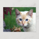 Recherche de visage de chat cartes postales Félin